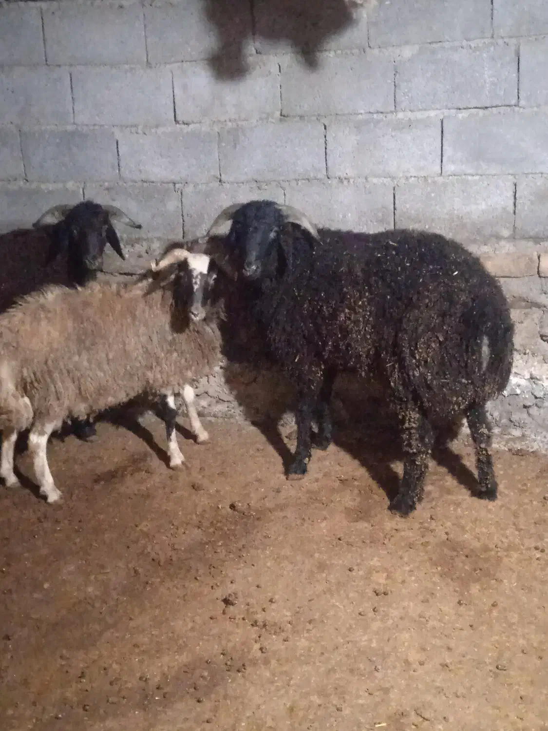 بره نر چاق چاق برای قصابی|حیوانات مزرعه|لاهیجان, لفمجان|دیوار