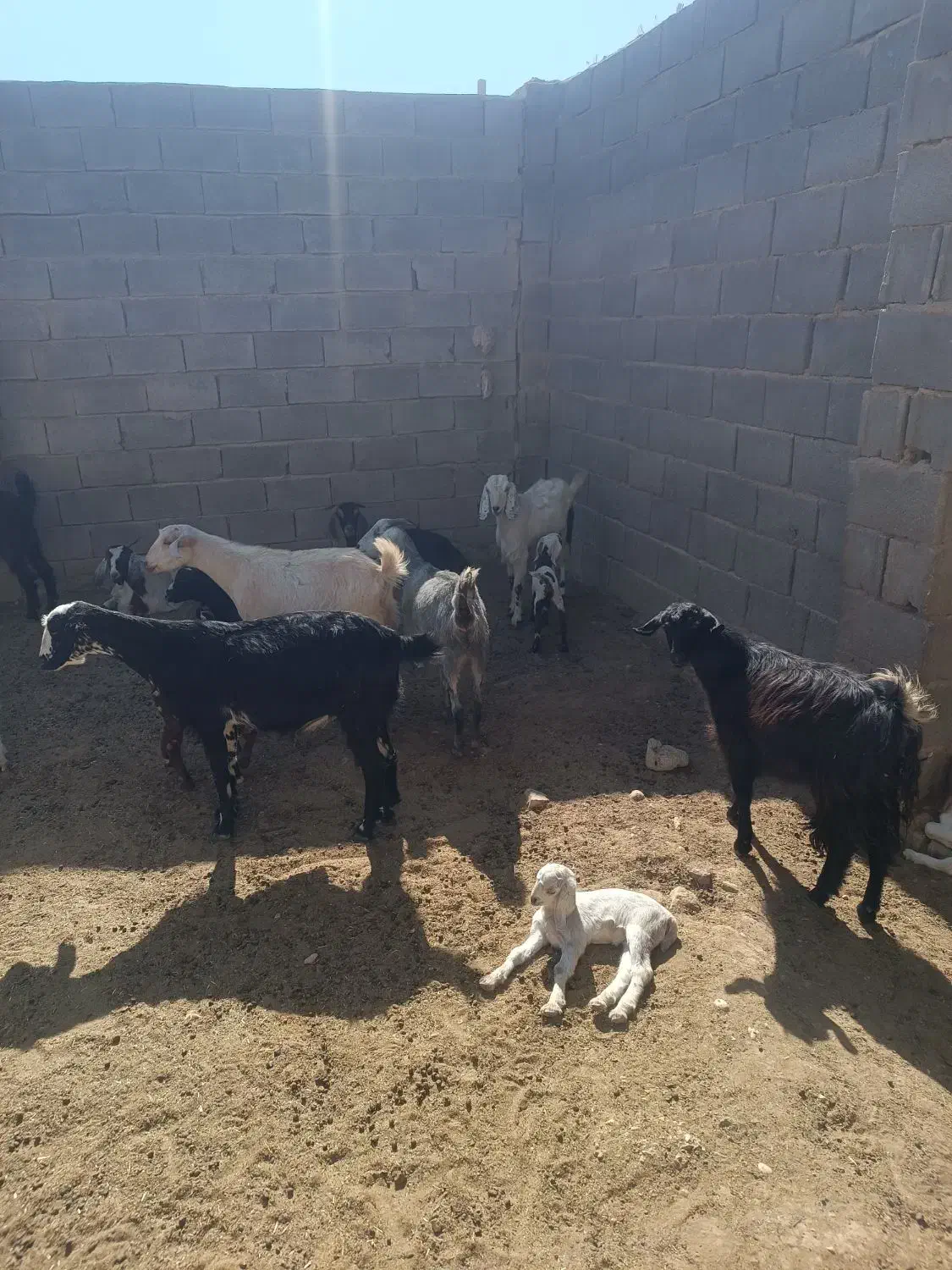 10عددگیسه|حیوانات مزرعه|ششده و قره بلاغ, |دیوار