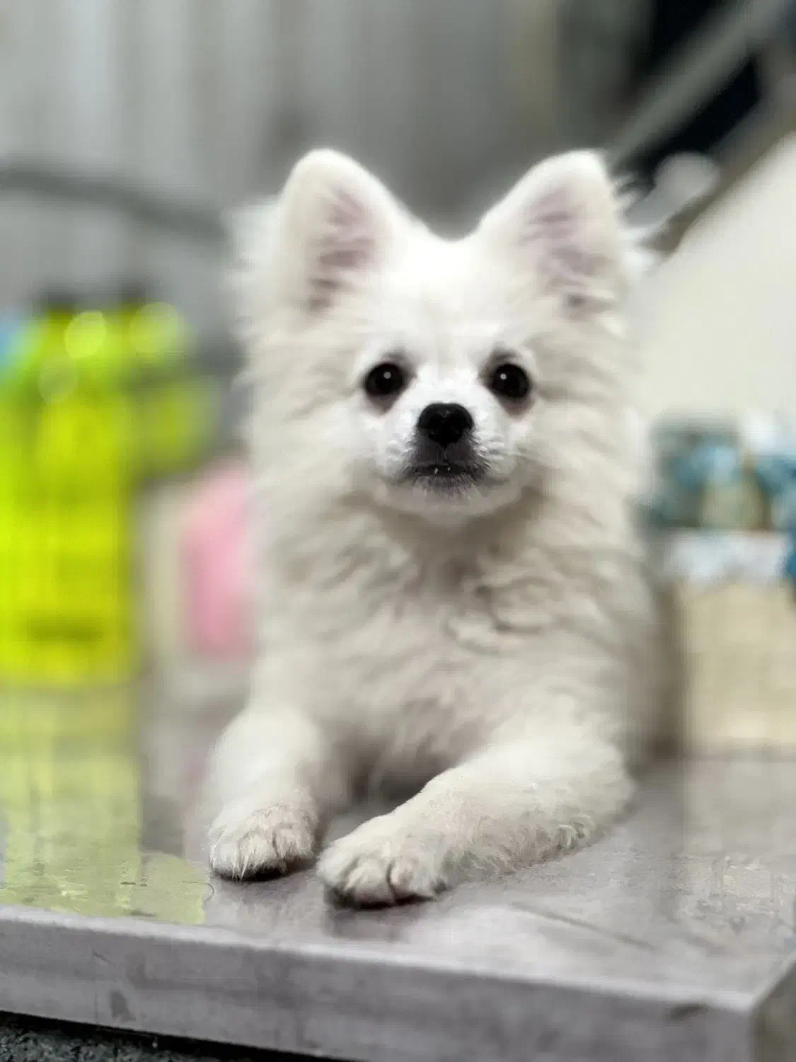 سگ پامرین اپارتمانی|سگ|میاندوآب, |دیوار