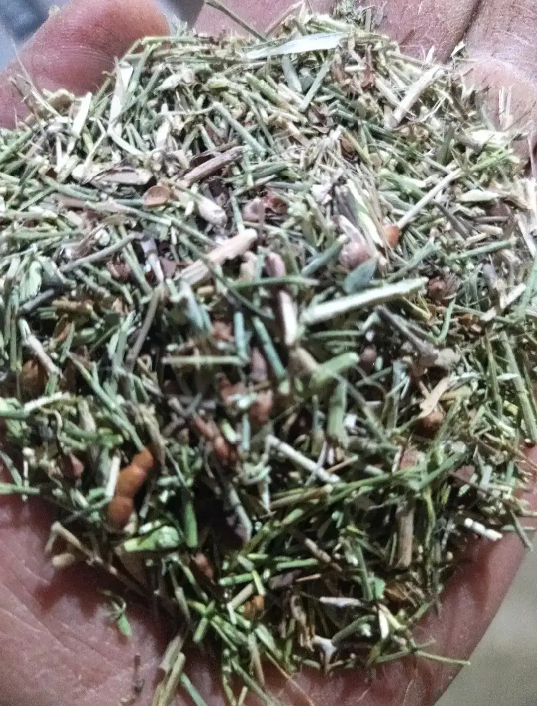 خارشتر .چغندر .کاه|حیوانات مزرعه|کاشمر, |دیوار