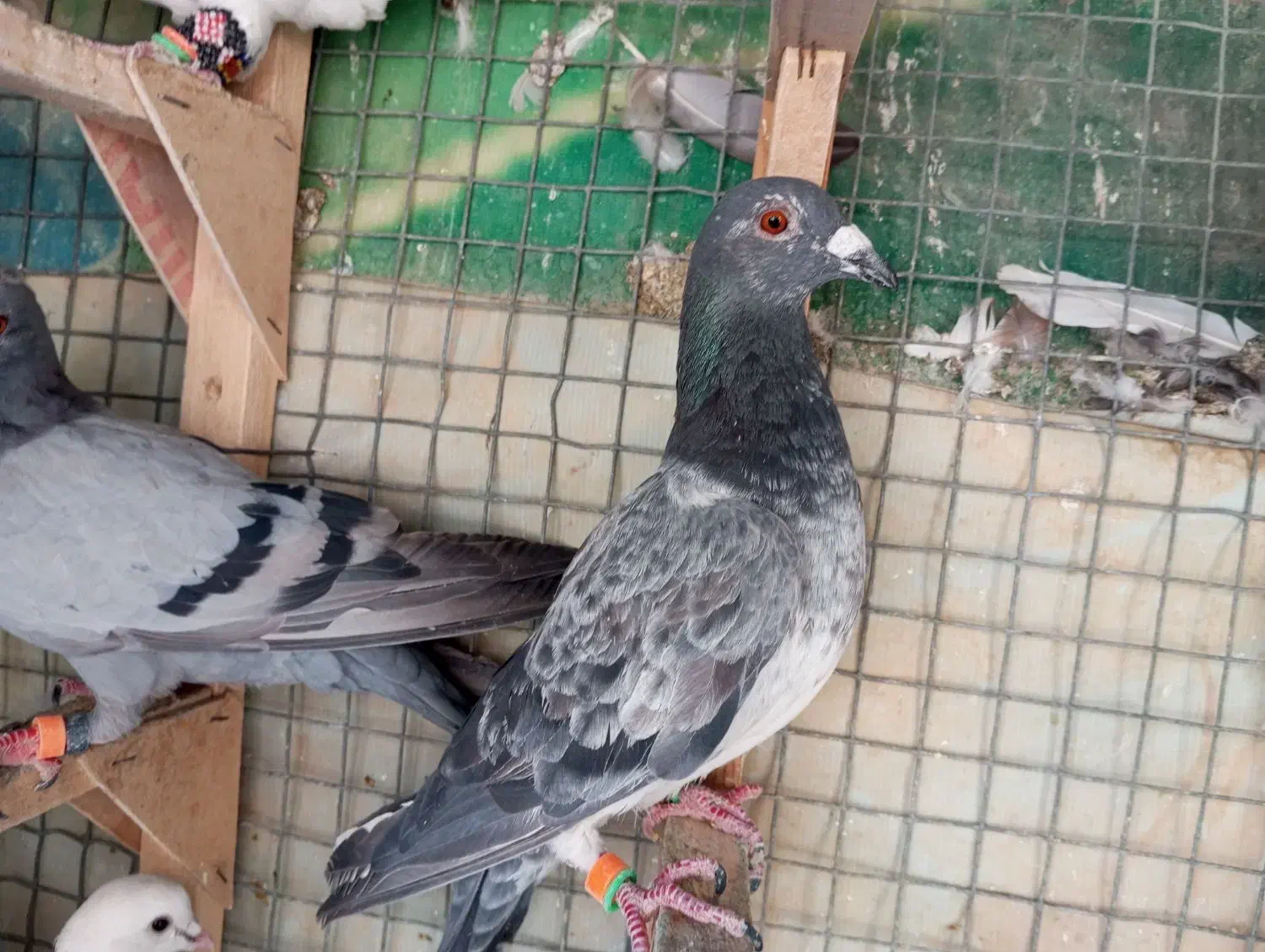 6 تا کفتر دس اولی|پرنده|شیراز, کوزه گری|دیوار