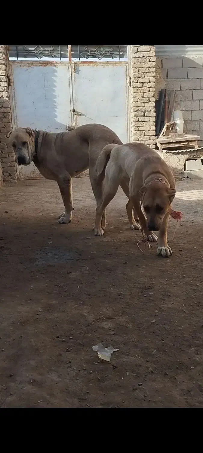 مادر پدر خرسی|سگ|مشهد, شیرحصار|دیوار