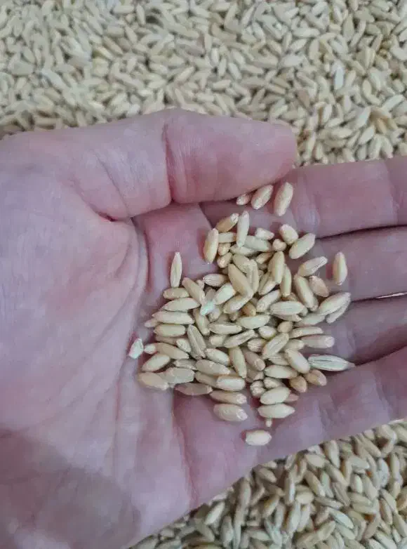 گندم|لوازم جانبی حیوانات|بجنورد, |دیوار