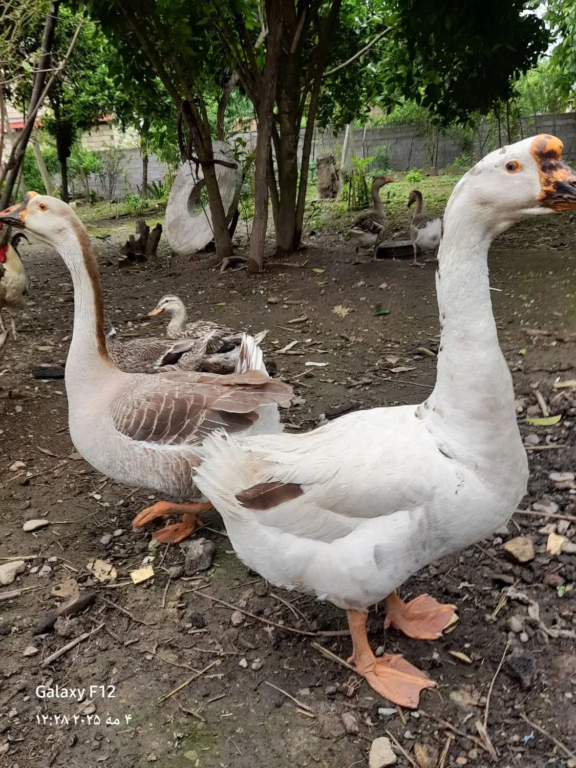 ۵عددقاز|حیوانات مزرعه|احمدسرگوراب, |دیوار