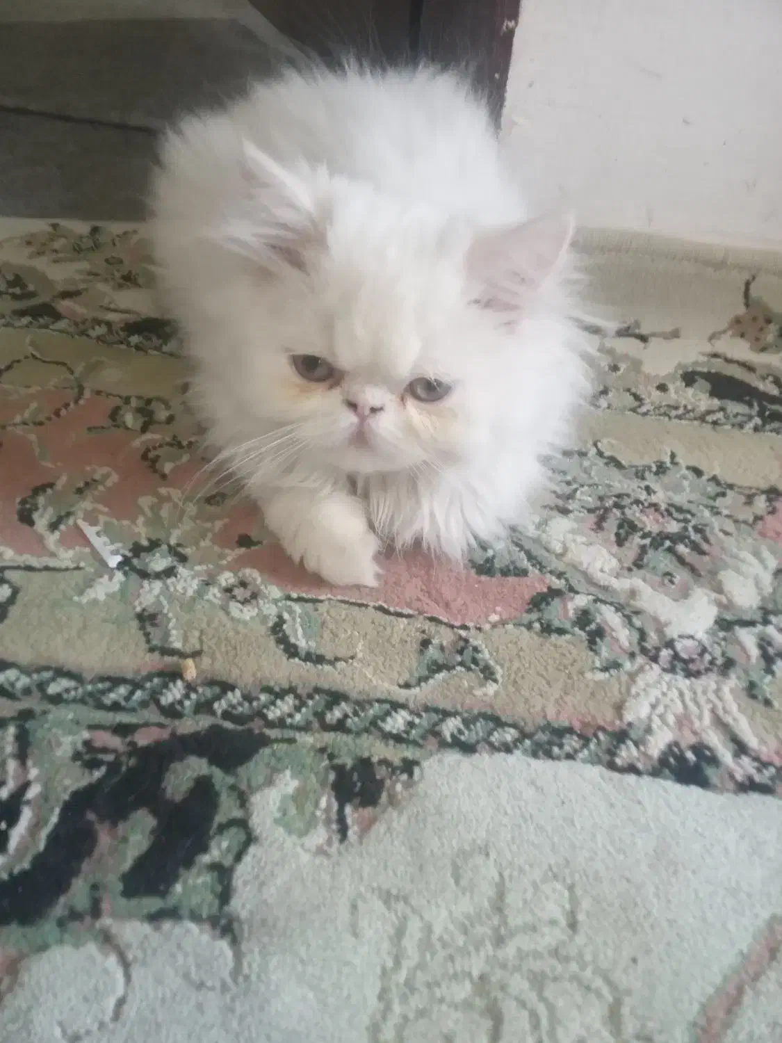 بچه گربه|گربه|ارومیه, |دیوار