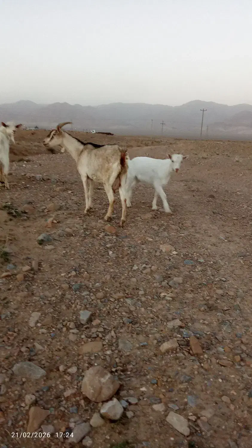 بز داشتی|حیوانات مزرعه|سده (خراسان جنوبی), |دیوار