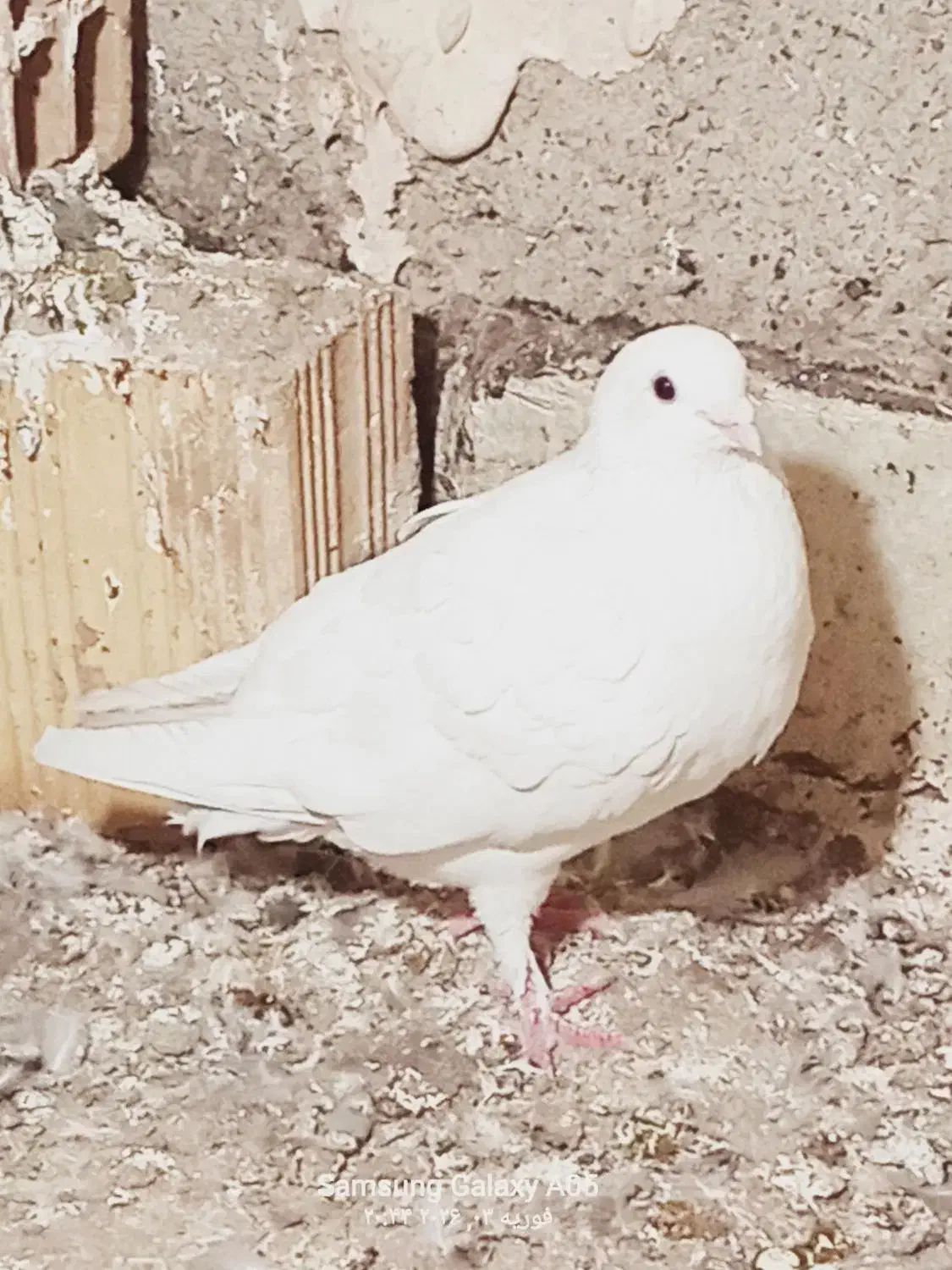 کبوتر سفید|پرنده|نهبندان, |دیوار