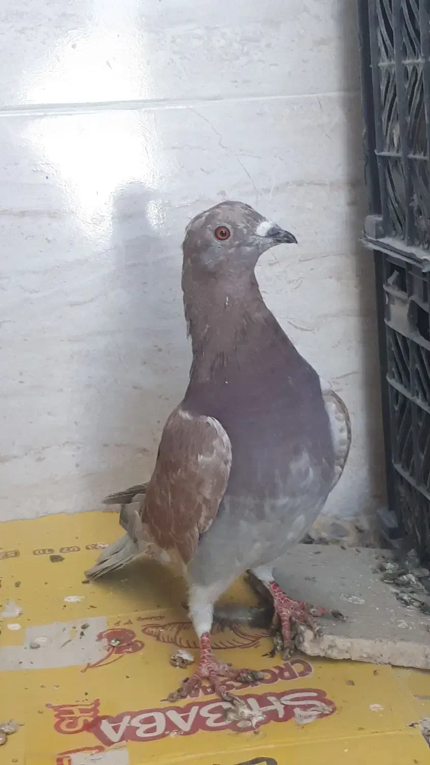 کفتر گرفتنی|پرنده|شیراز, کرونی(خاتونک)|دیوار