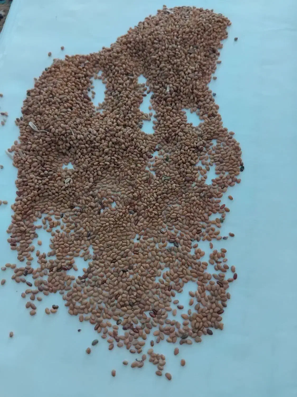 بذر یونجه|عمده‌فروشی|پارس‌آباد, |دیوار