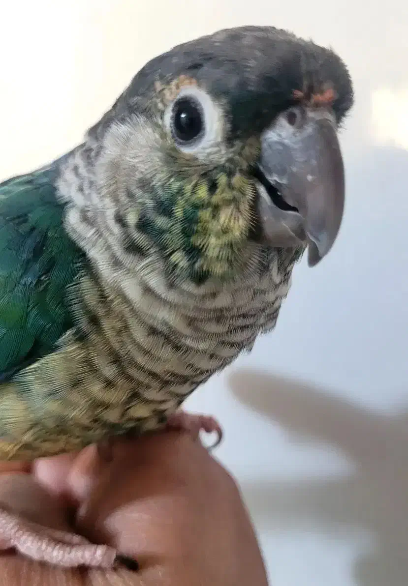 طوطی رد چیک  تراکوئیس  گرینچیک  سخنگو|پرنده|فردیس, منظریه|دیوار