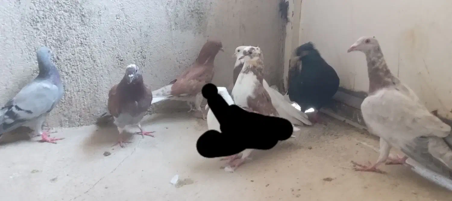 کبوتر پرشی|پرنده|آبیک, |دیوار