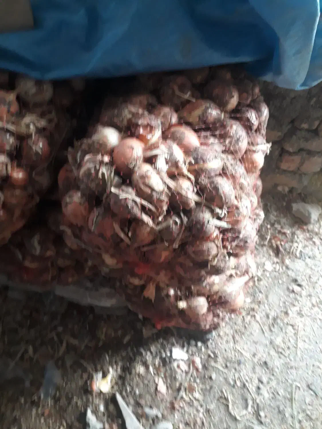 فروش گل|حراج|دورود, |دیوار