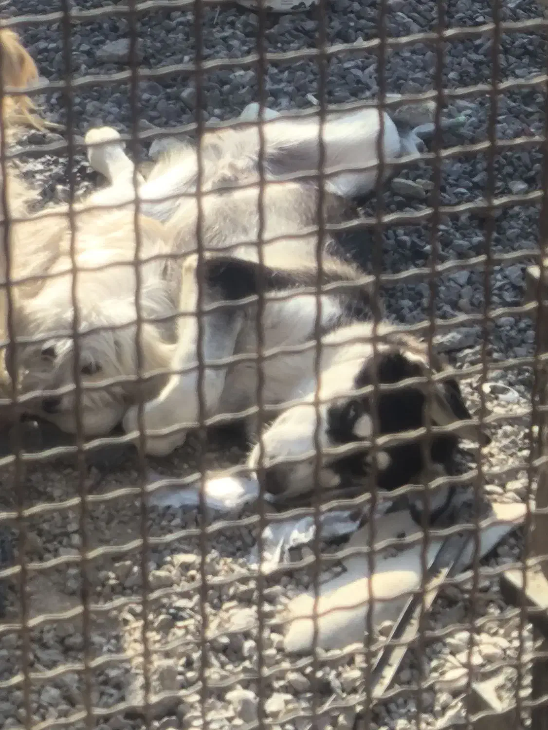 سگ هاسکی|سگ|فیروزآباد (فارس), |دیوار