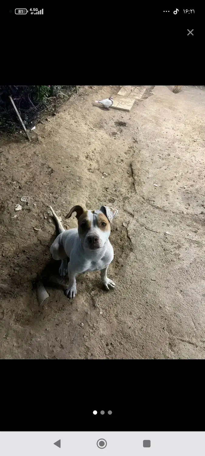 سگ پیتبول ماده|سگ|هشتگرد, هشتگرد قدیم|دیوار