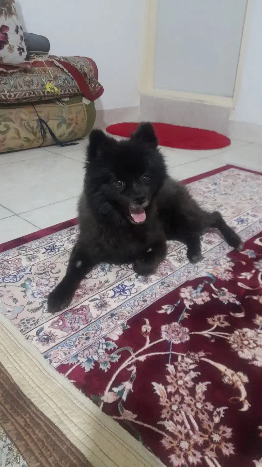 سگ گمشده|سگ|گلستان (تهران), |دیوار