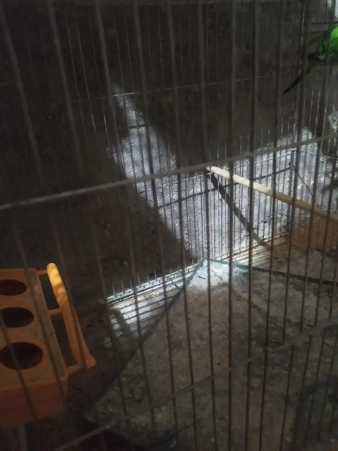 مرغ عشق تخم دار|پرنده|خرمدره, |دیوار