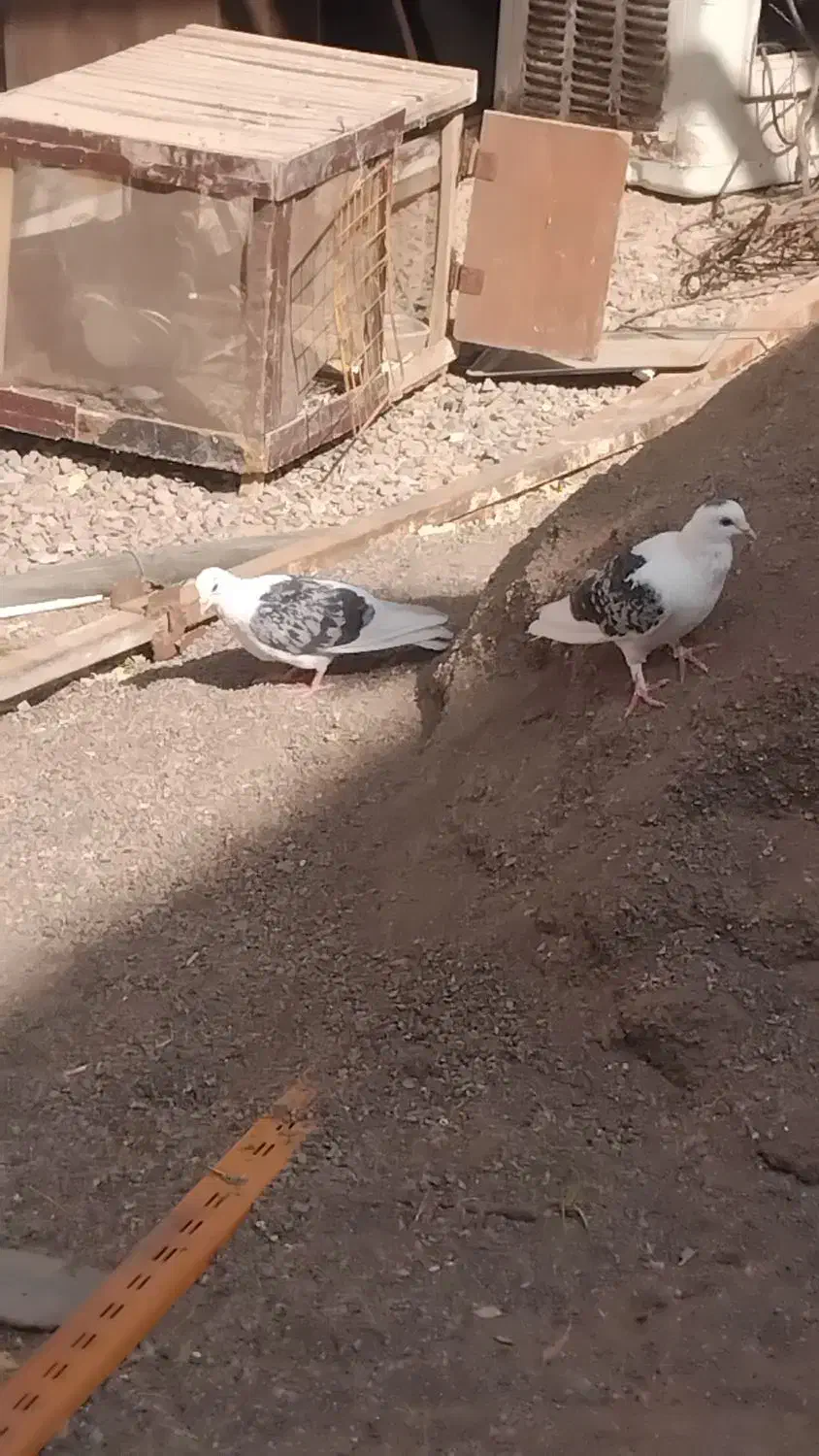 کفتر پستی|پرنده|رضویه, |دیوار