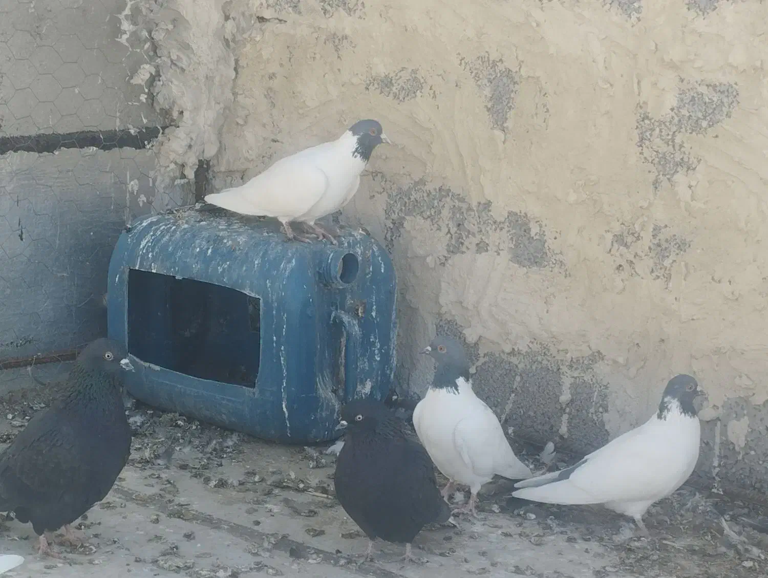 دورح|پرنده|اردبیل, |دیوار