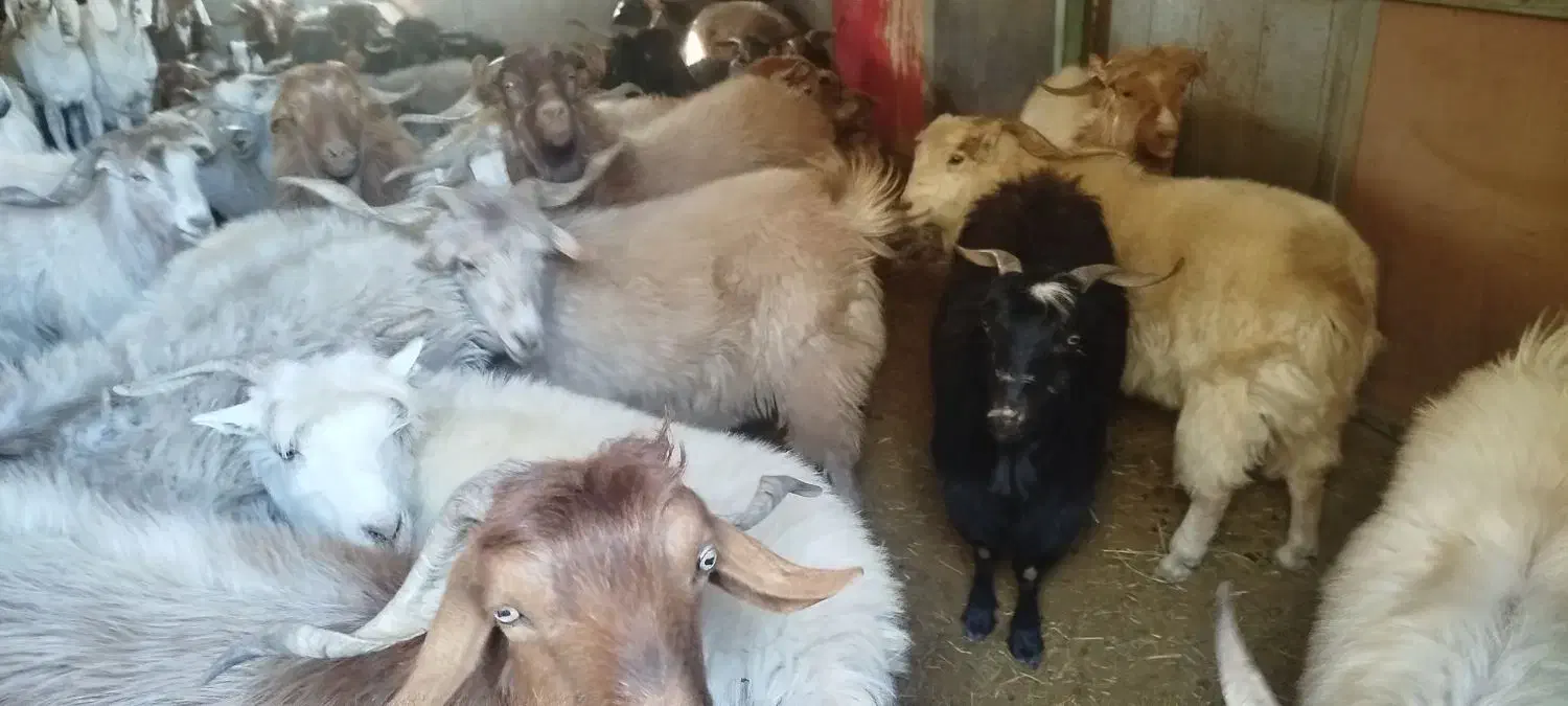 سی عدد نری بزرگ بفروش می‌رسد تکی  یجایم میدم|حیوانات مزرعه|نرماشیر, |دیوار