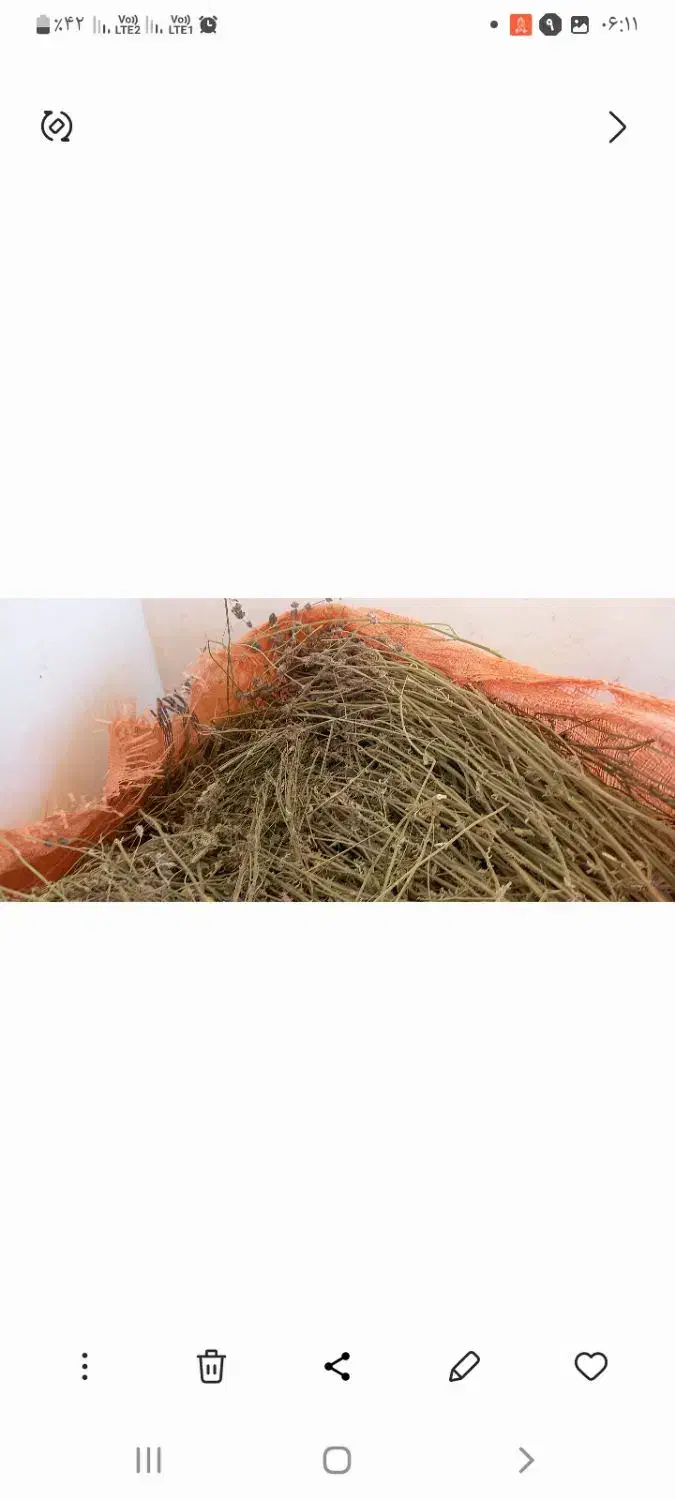 اسطوخودوس|آرایشی، بهداشتی، درمانی|گلمکان, |دیوار