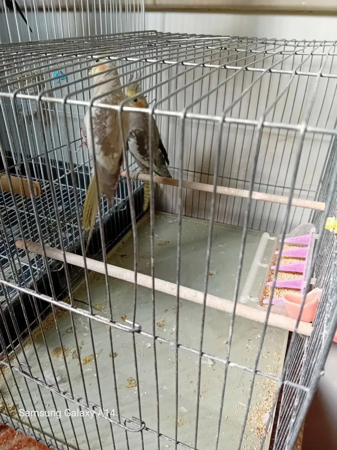 یک جفت جوجه عروس سالم وسلامت|پرنده|قم, انصارالحسین|دیوار