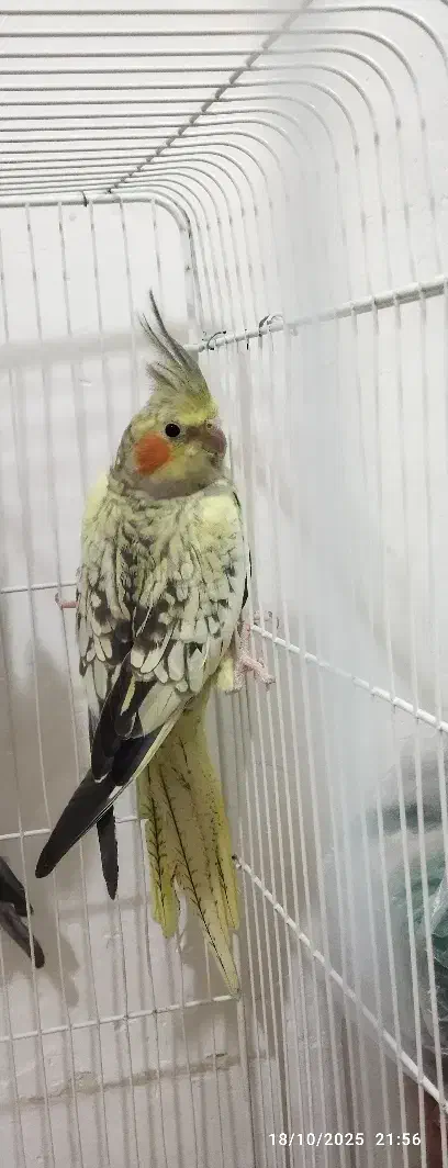 عروس هلندی نر و ماده|پرنده|رشت, پیرکلاچای|دیوار