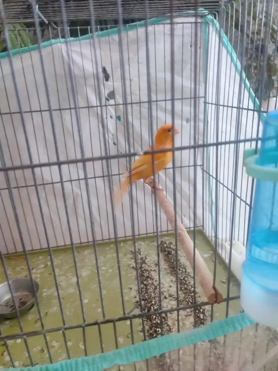 قناری لاکی پرتقالی|پرنده|شیراز, آبیاری|دیوار