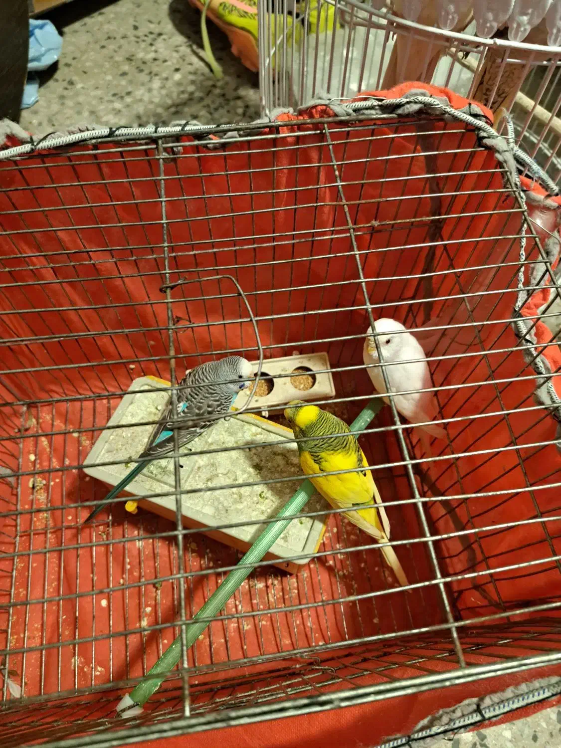 طوطی|پرنده|بدره, |دیوار