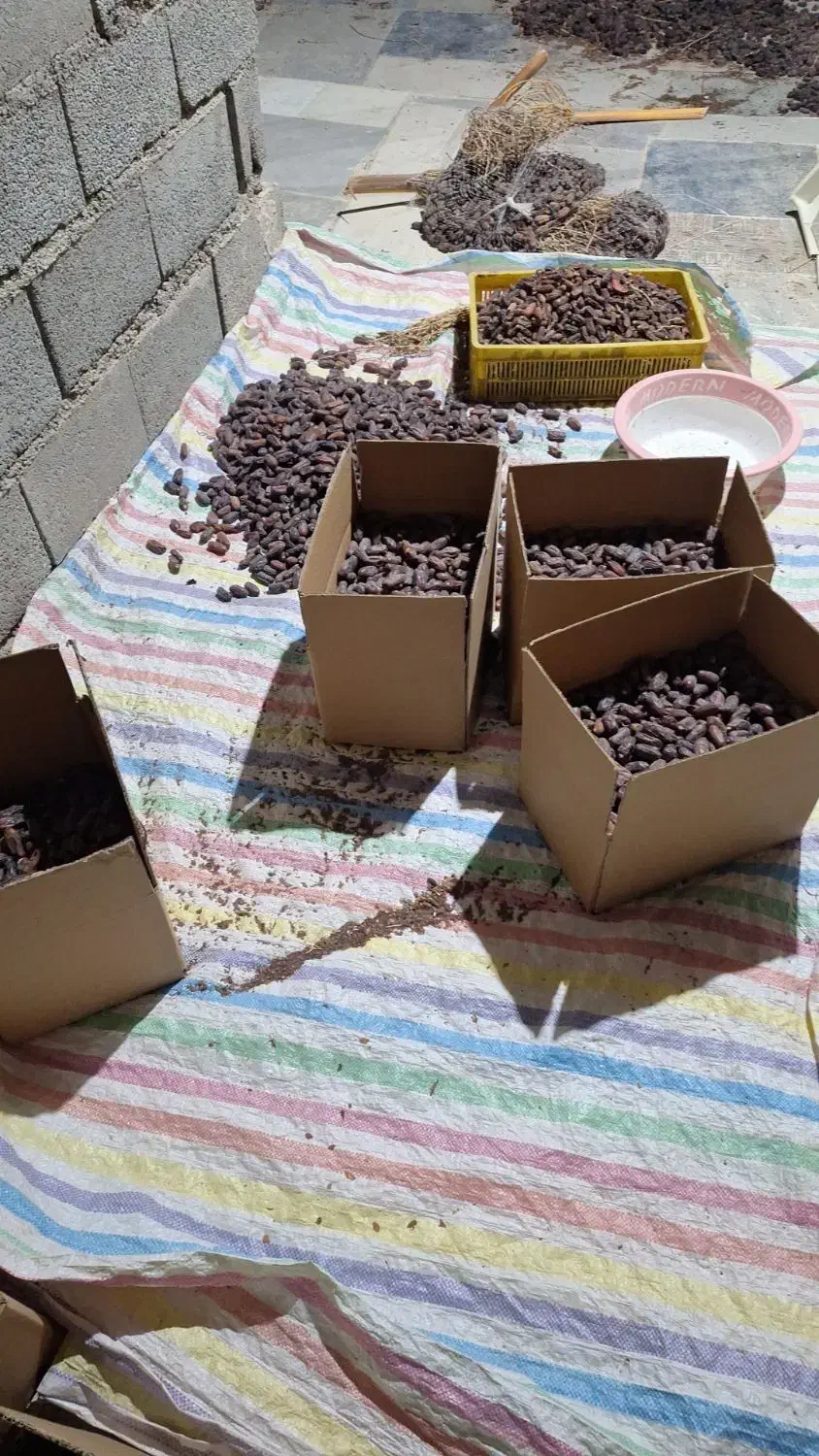 خرمای خشک بلوچستان|خوردنی و آشامیدنی|سیب و سوران, |دیوار