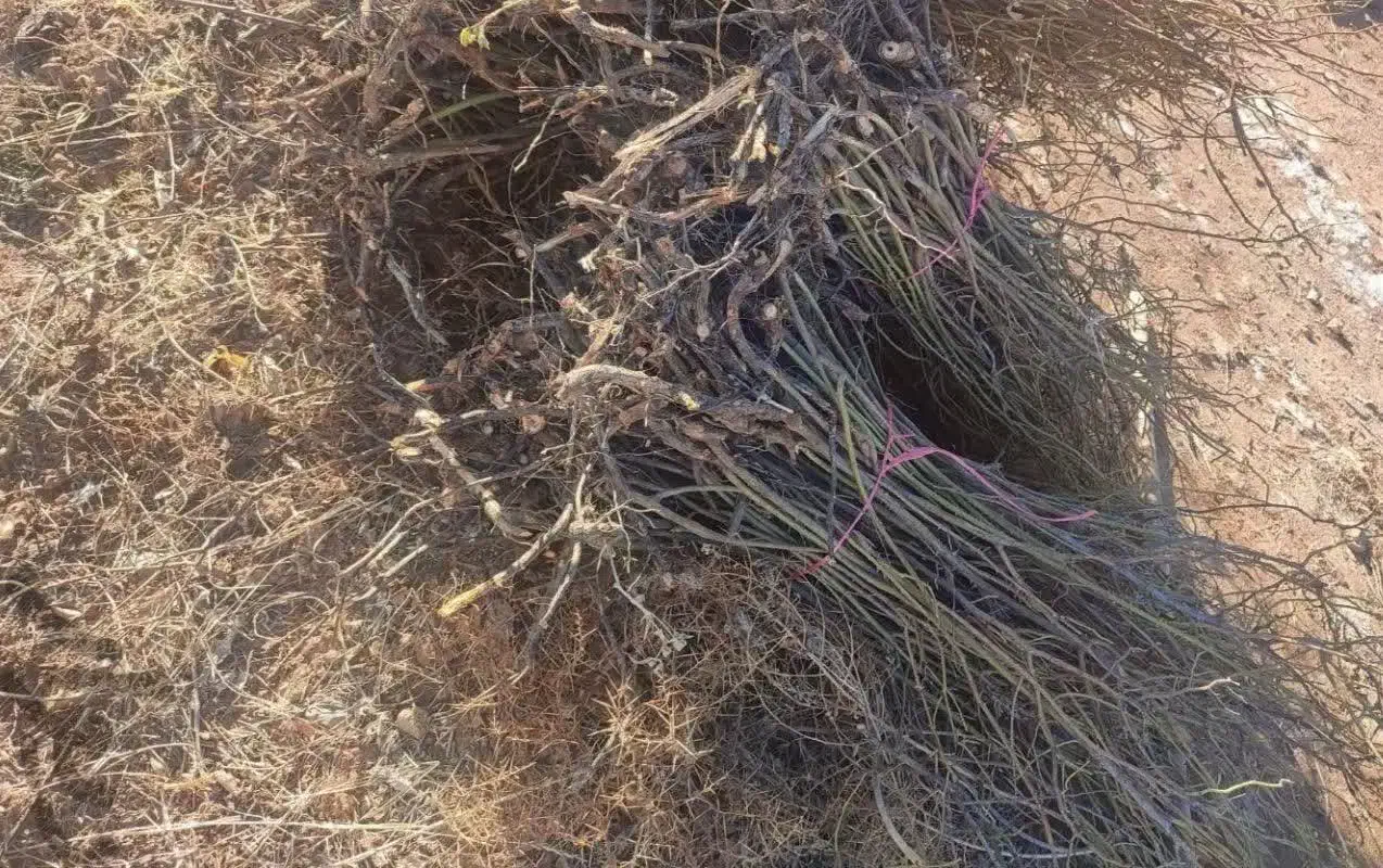 فروش پاجوش یانهال گل محمدی|گل و گیاه طبیعی|برزک, |دیوار