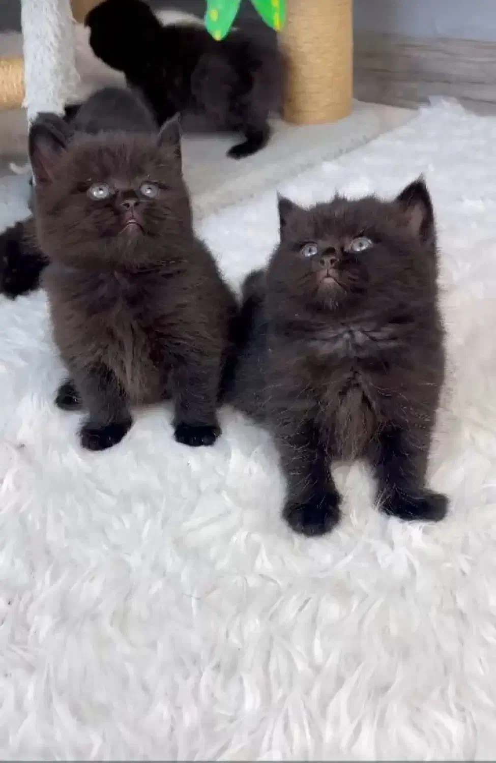 کوچولوهای شیراز کت|گربه|عسلویه, |دیوار