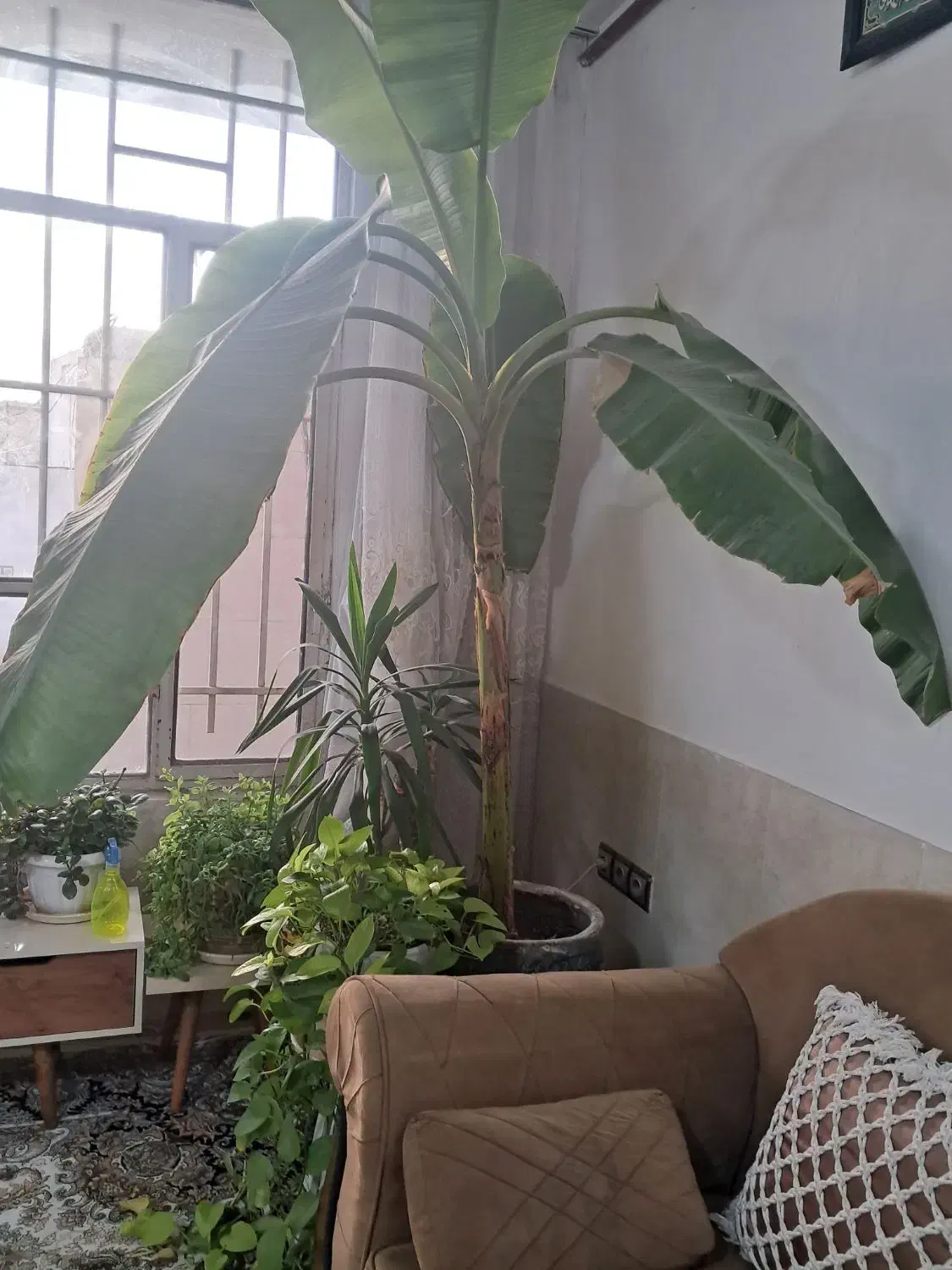 درخت موز|گل و گیاه طبیعی|مشهد, شهید آوینی|دیوار