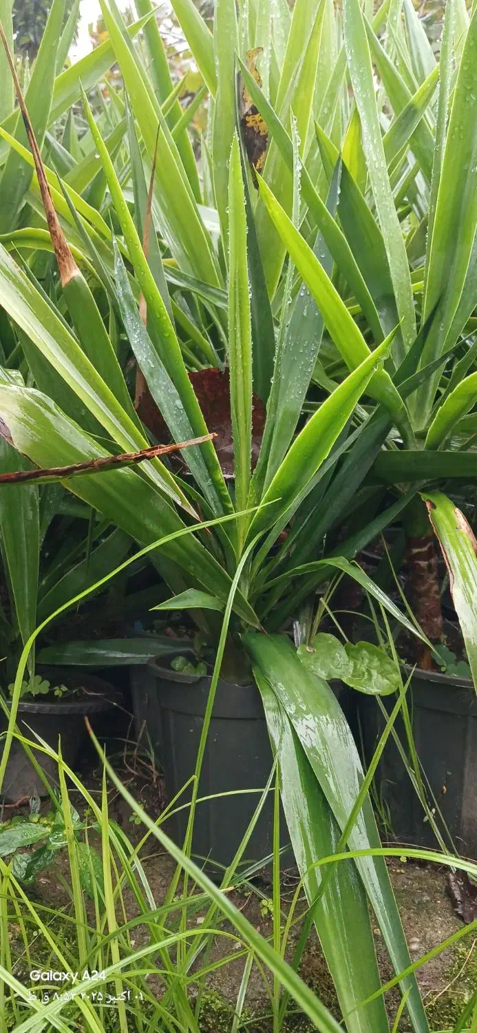 فروش یوکا باغچه ای  آپارتمانی|گل و گیاه طبیعی|رودسر, |دیوار