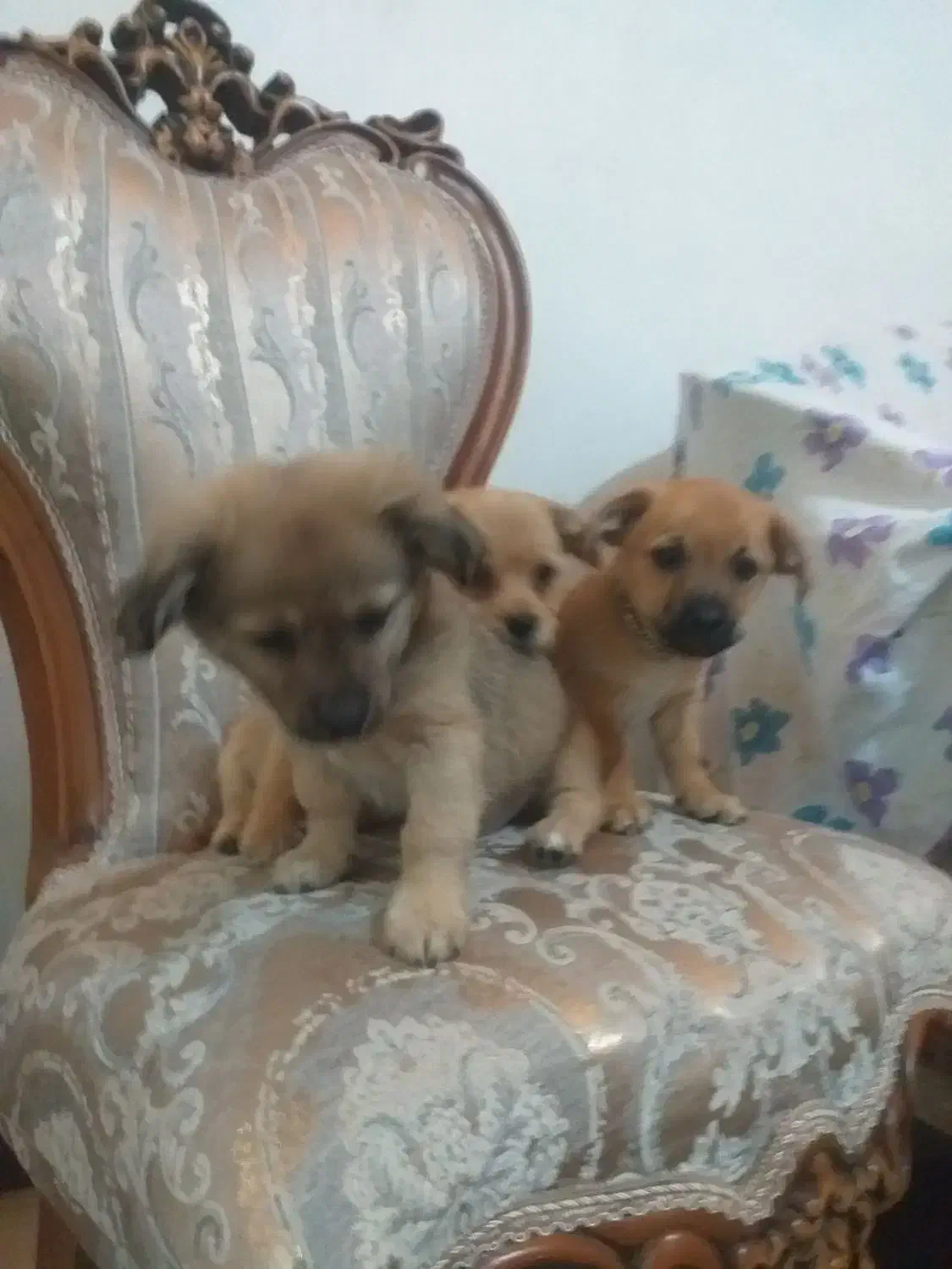 سه تا توله نژاد اشبیتس پا کوتاه|سگ|رباطکریم, نصیرشهر|دیوار