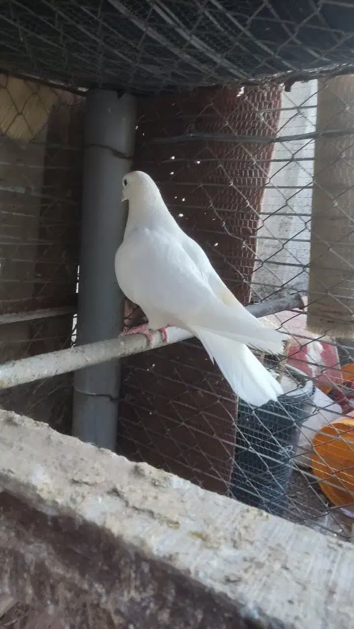 کبوتر|پرنده|بافق, |دیوار