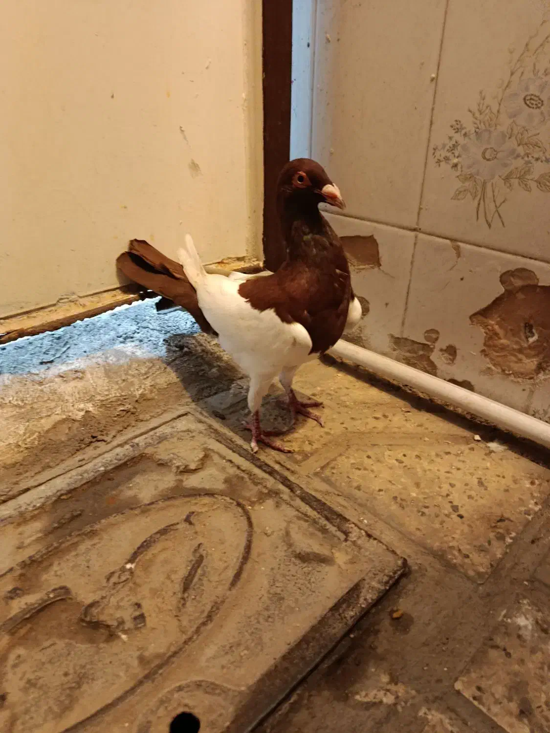 یهودی سرخ|پرنده|مشهد, تلگرد|دیوار