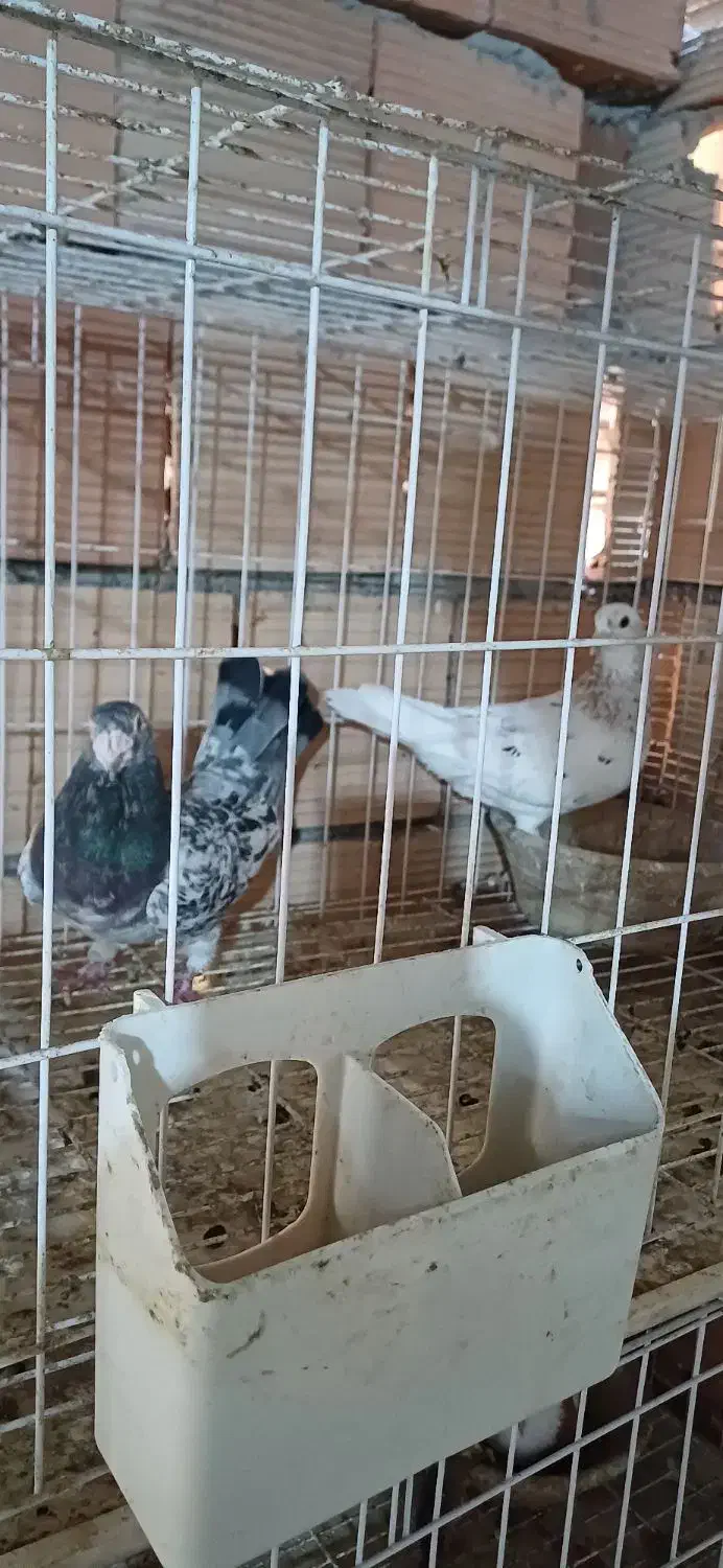 کبوتر|پرنده|آزادشهر, |دیوار