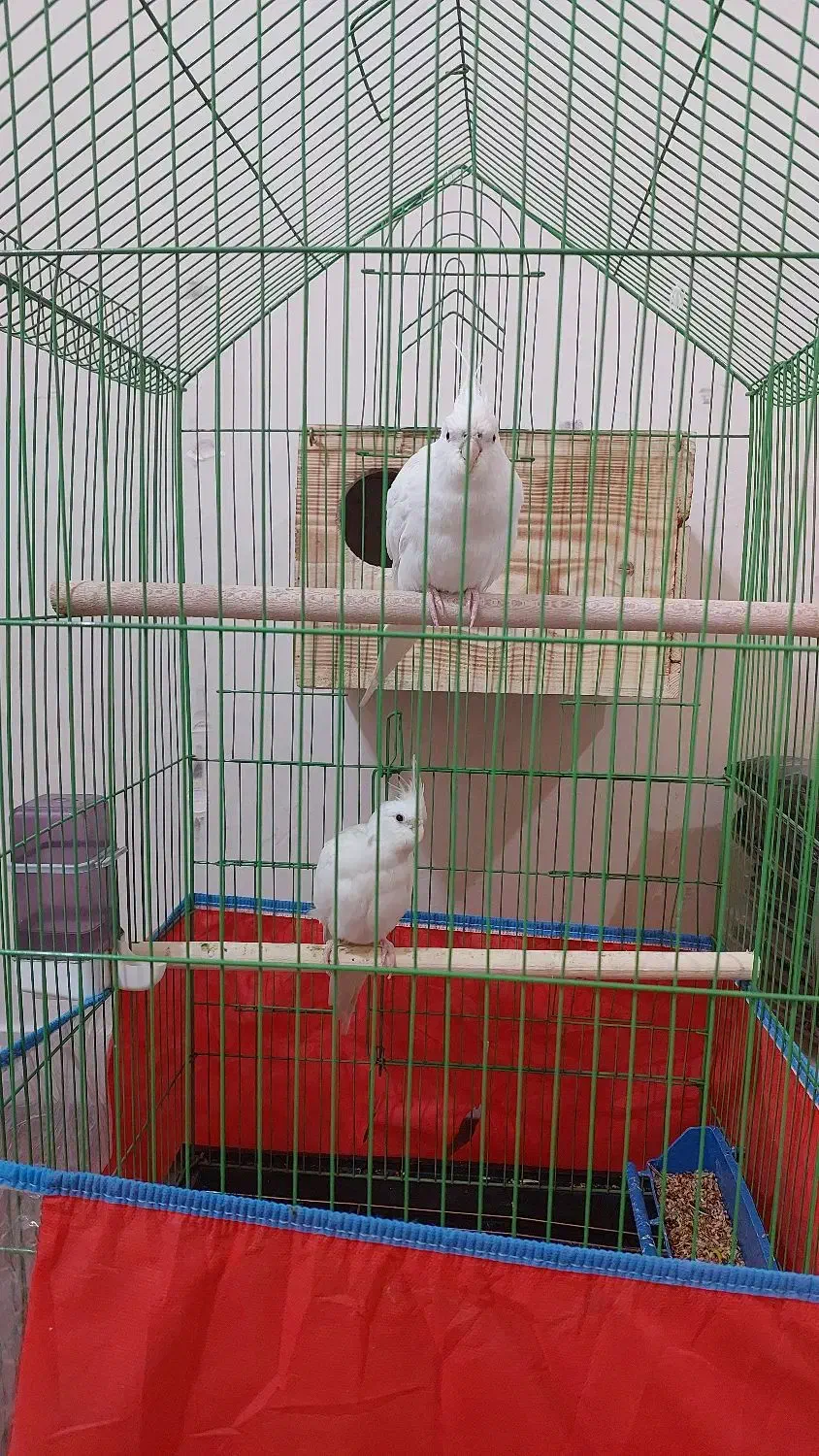 عروس هلندی|پرنده|بندرعباس, |دیوار