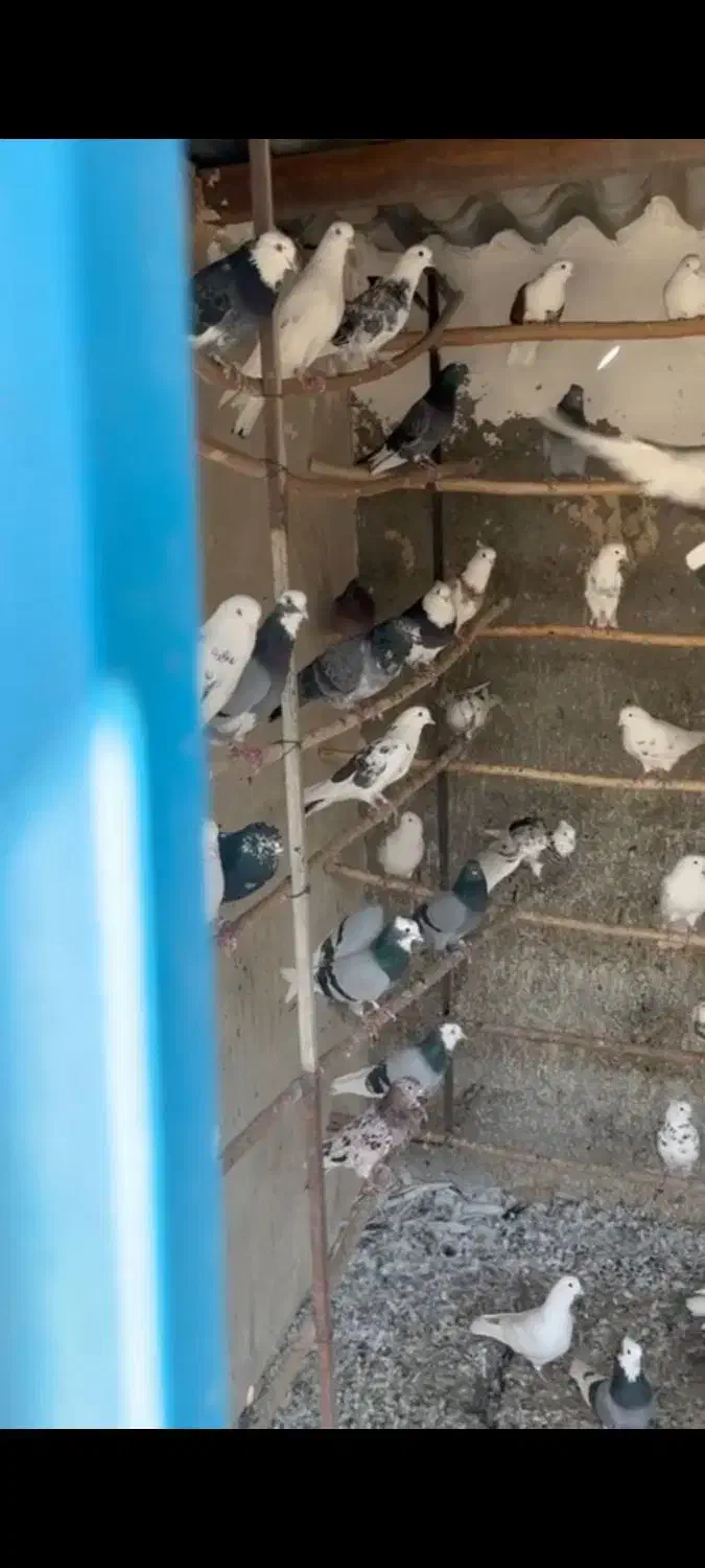 فروش کبوتر|پرنده|کهریزک, |دیوار