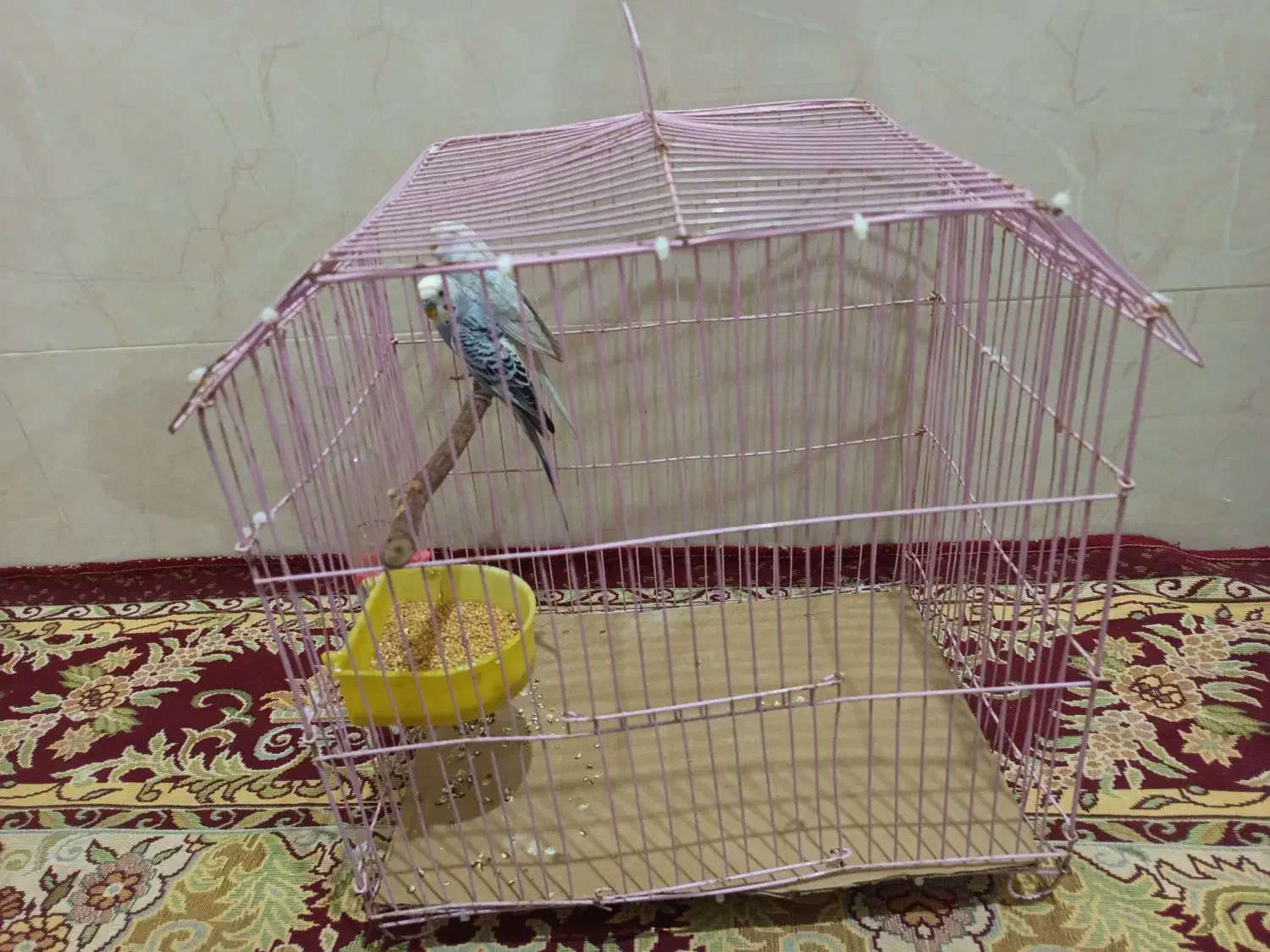 یک جفت مرغ عشق|پرنده|گنبد کاووس, |دیوار