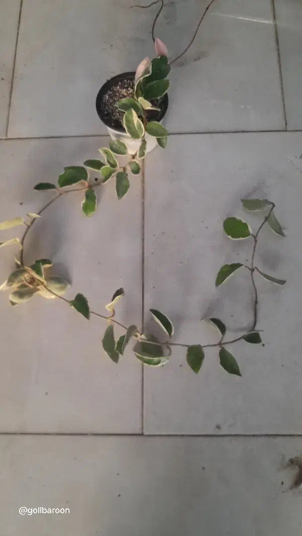 بنفشه ،مانسترا تای،سینگونیوم بلک ،کنتیا|گل و گیاه طبیعی|مشهد, حسابی جنوبی (شهرک غرب)|دیوار