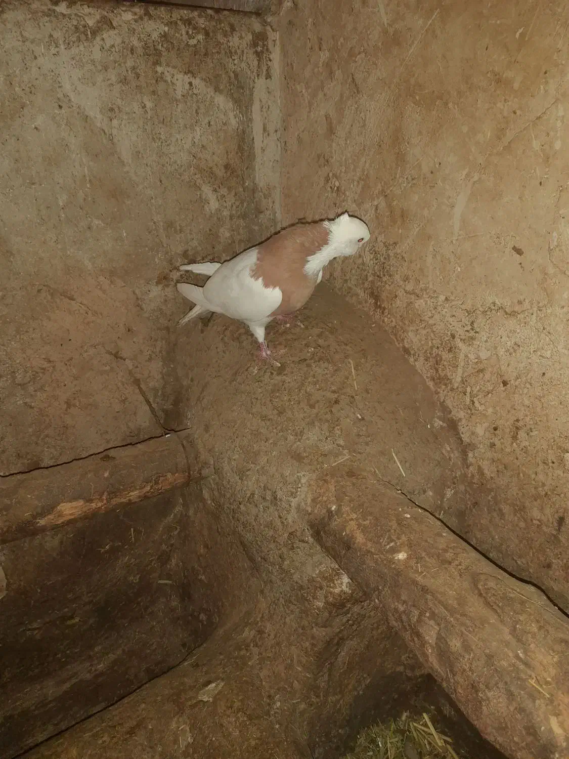 ۱ عدد طوقی زرد رنگ نر|پرنده|مهربان, |دیوار