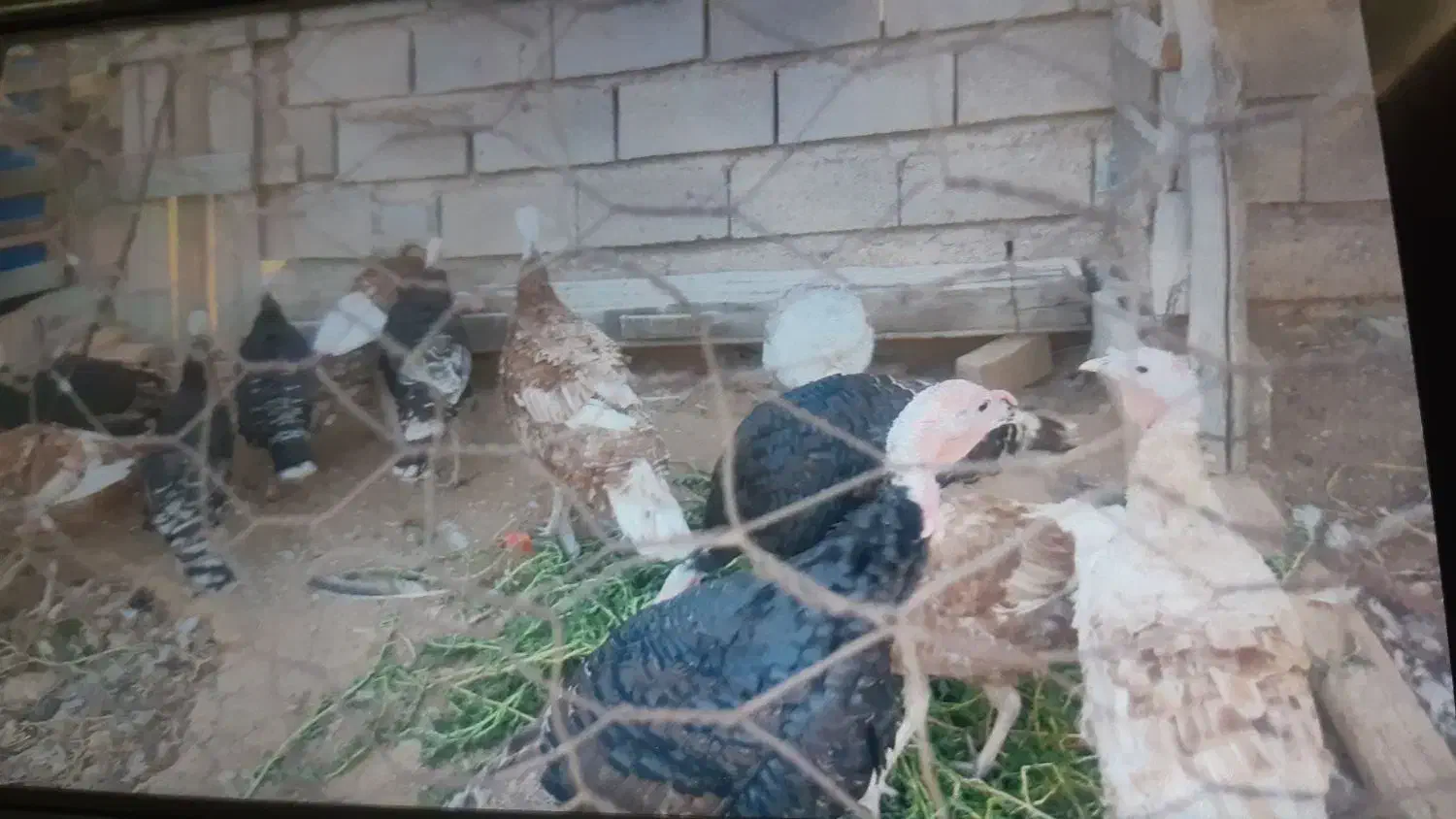 بوقلمون محلی نر و ماده|حیوانات مزرعه|تاکستان, |دیوار