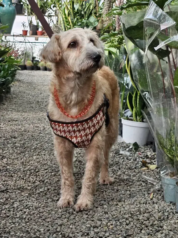 تریر سالم جوان|سگ|تهران, پونک|دیوار