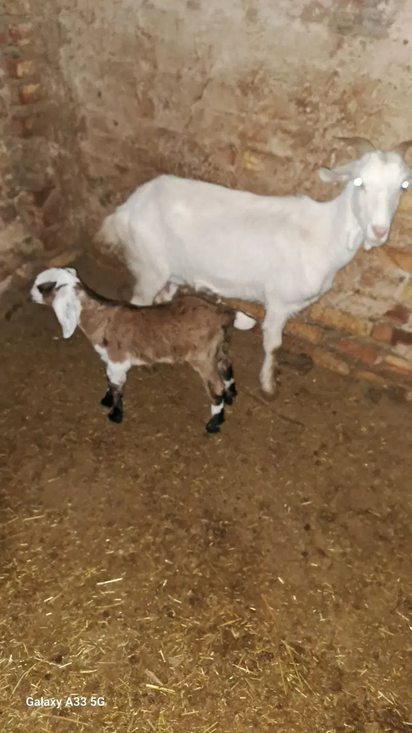 بز سانن|حیوانات مزرعه|نیشابور, فضل|دیوار