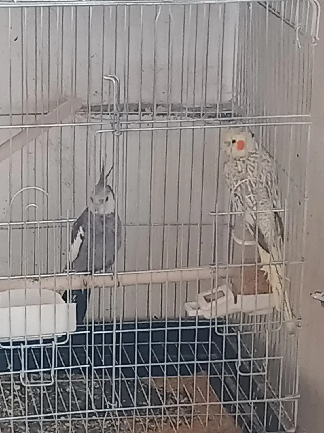 عروس هلندی مولد|پرنده|آبیک, |دیوار