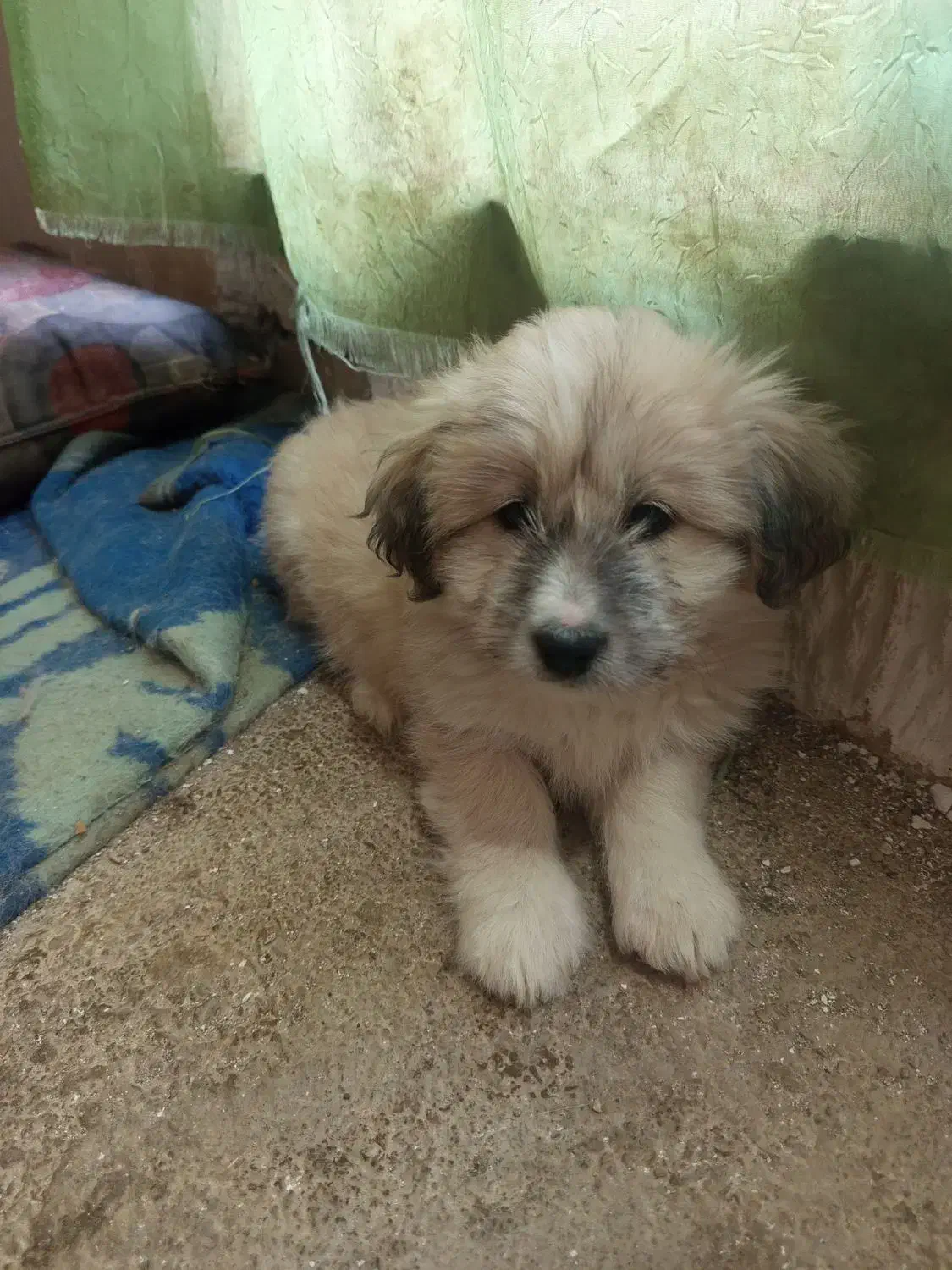 چهارقلاده توله سگ|سگ|سنندج, |دیوار