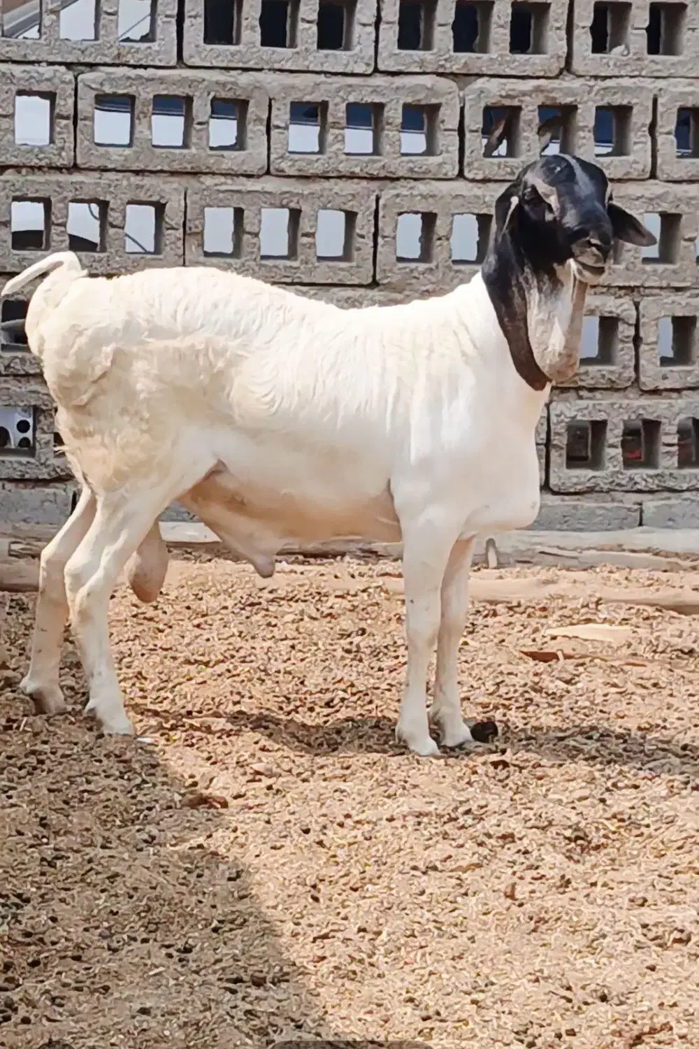 قوچ کله ۳رنگ جفت دوقلو درجه یک یک سن ۷ماه|حیوانات مزرعه|مهران (هرمزگان), |دیوار