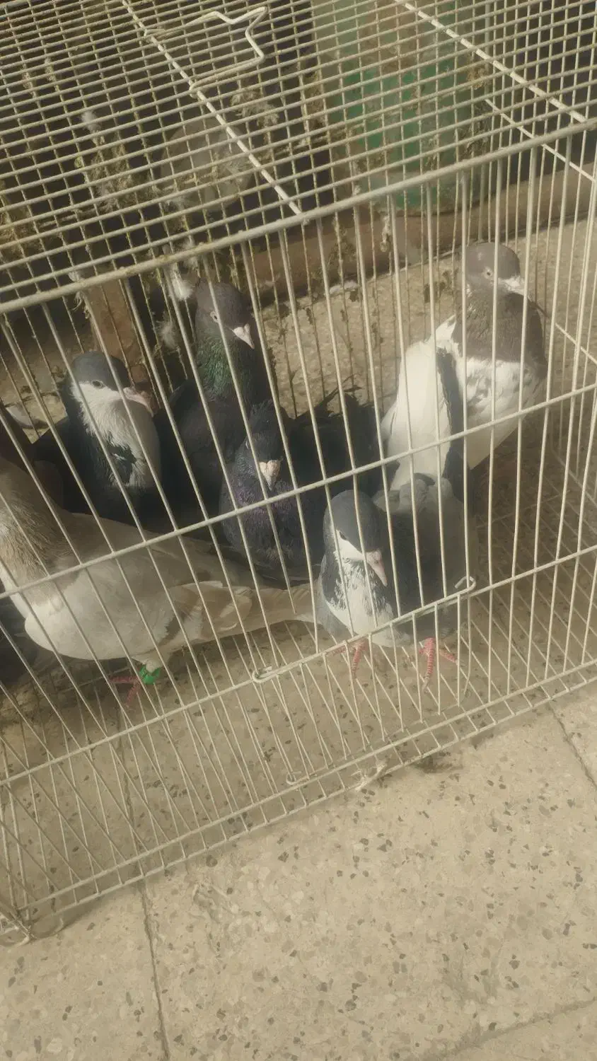 کفتر پرشی|پرنده|مشهد, باغون آباد|دیوار