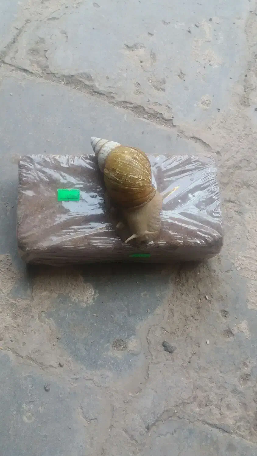 حلزون|لوازم جانبی حیوانات|زرند, |دیوار